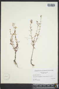 Hypericum canadense image