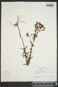 Hypericum cistifolium image