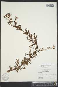 Hypericum cistifolium image