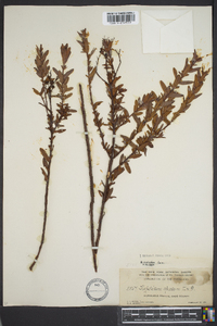 Hypericum cistifolium image