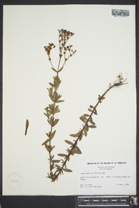 Hypericum cistifolium image