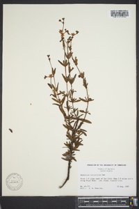 Hypericum cistifolium image