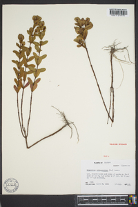 Hypericum crux-andreae image