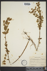 Hypericum crux-andreae image