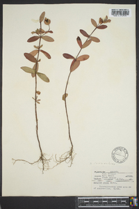 Hypericum crux-andreae image