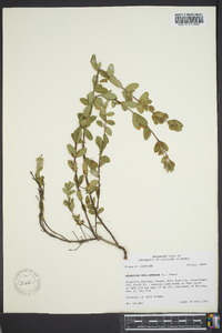 Hypericum crux-andreae image