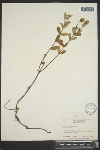 Hypericum crux-andreae image