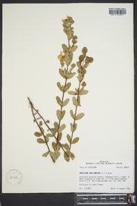 Hypericum crux-andreae image