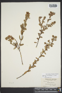 Hypericum crux-andreae image