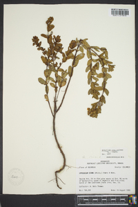 Hypericum crux-andreae image