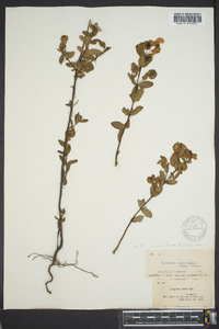 Hypericum crux-andreae image