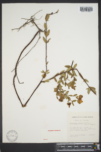 Hypericum crux-andreae image