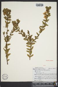 Hypericum crux-andreae image