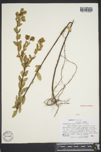 Hypericum crux-andreae image