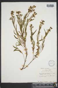 Hypericum densiflorum image