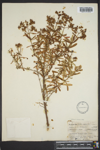 Hypericum densiflorum image