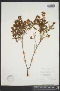 Hypericum densiflorum image