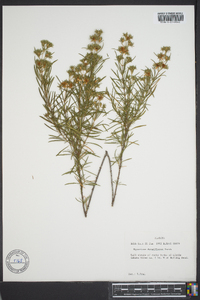 Hypericum densiflorum image