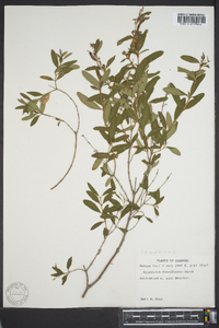 Hypericum densiflorum image