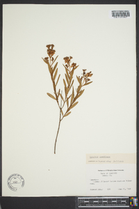 Hypericum densiflorum image