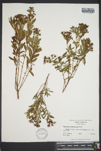 Hypericum densiflorum image