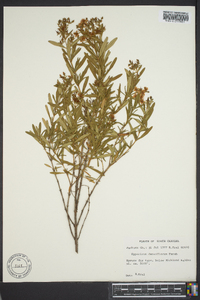 Hypericum densiflorum image