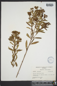 Hypericum densiflorum image