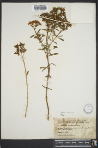 Hypericum densiflorum image