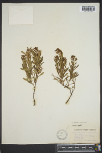 Hypericum densiflorum image