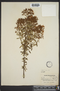 Hypericum densiflorum image