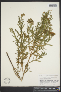 Hypericum densiflorum image