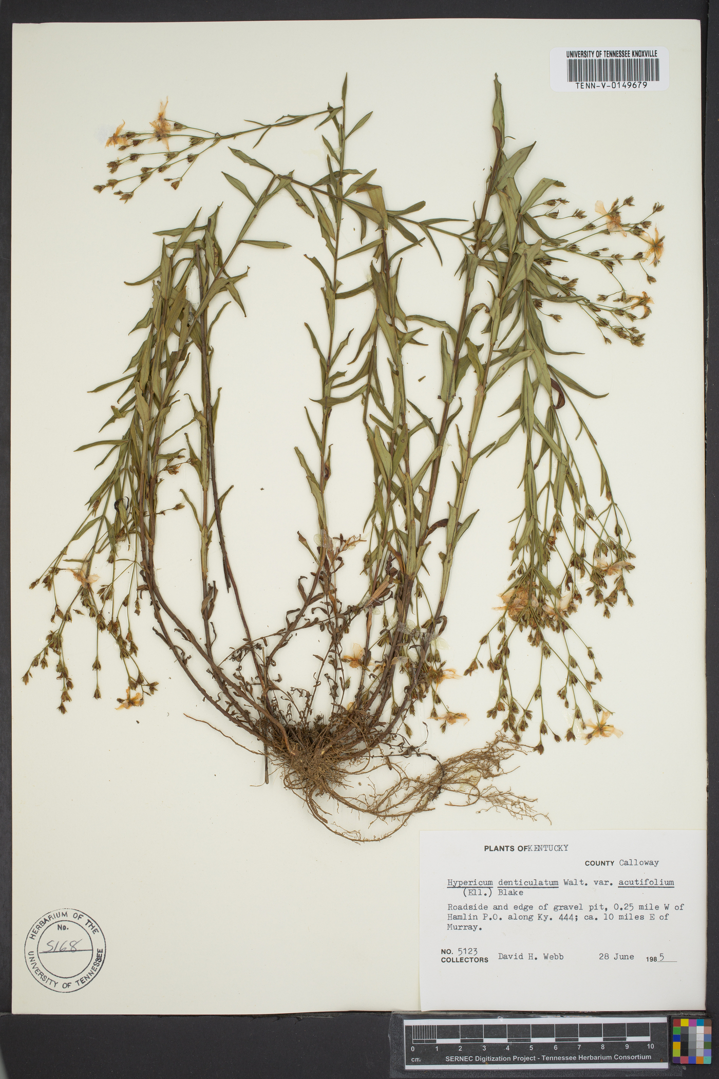 Hypericum denticulatum var. acutifolium image