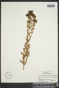 Hypericum denticulatum var. denticulatum image