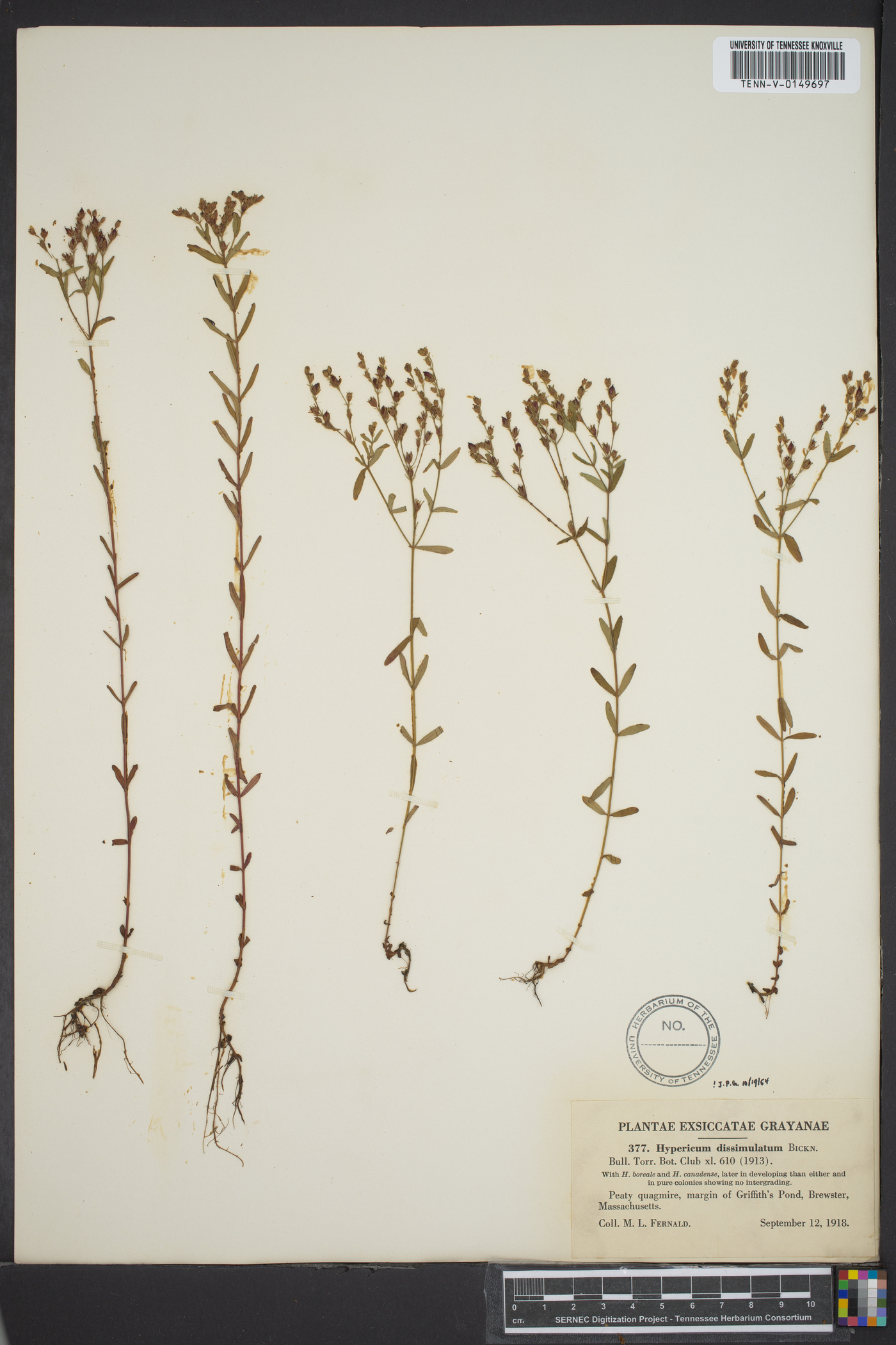 Hypericum dissimulatum image