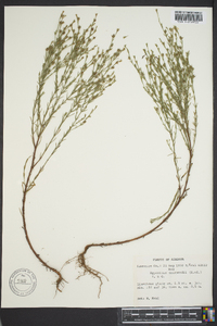 Hypericum drummondii image