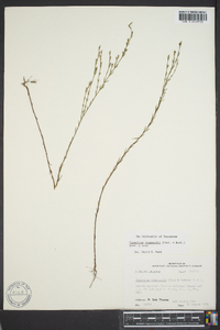 Hypericum drummondii image