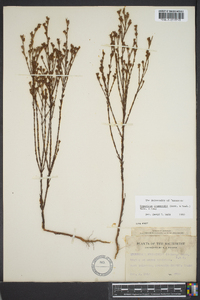 Hypericum drummondii image
