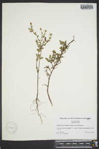 Hypericum tetrapetalum image