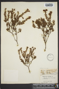 Hypericum fasciculatum image