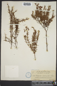 Hypericum fasciculatum image