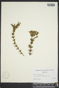 Hypericum fasciculatum image