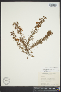 Hypericum fasciculatum image