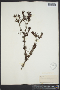 Hypericum fasciculatum image