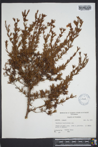 Hypericum fasciculatum image