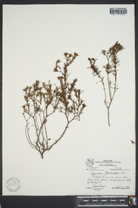 Hypericum fasciculatum image