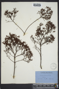 Hypericum fasciculatum image