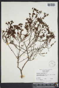 Hypericum fasciculatum image