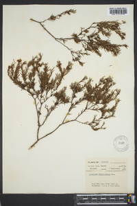 Hypericum fasciculatum image