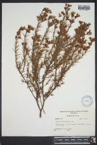 Hypericum fasciculatum image