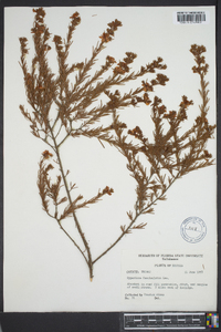 Hypericum fasciculatum image